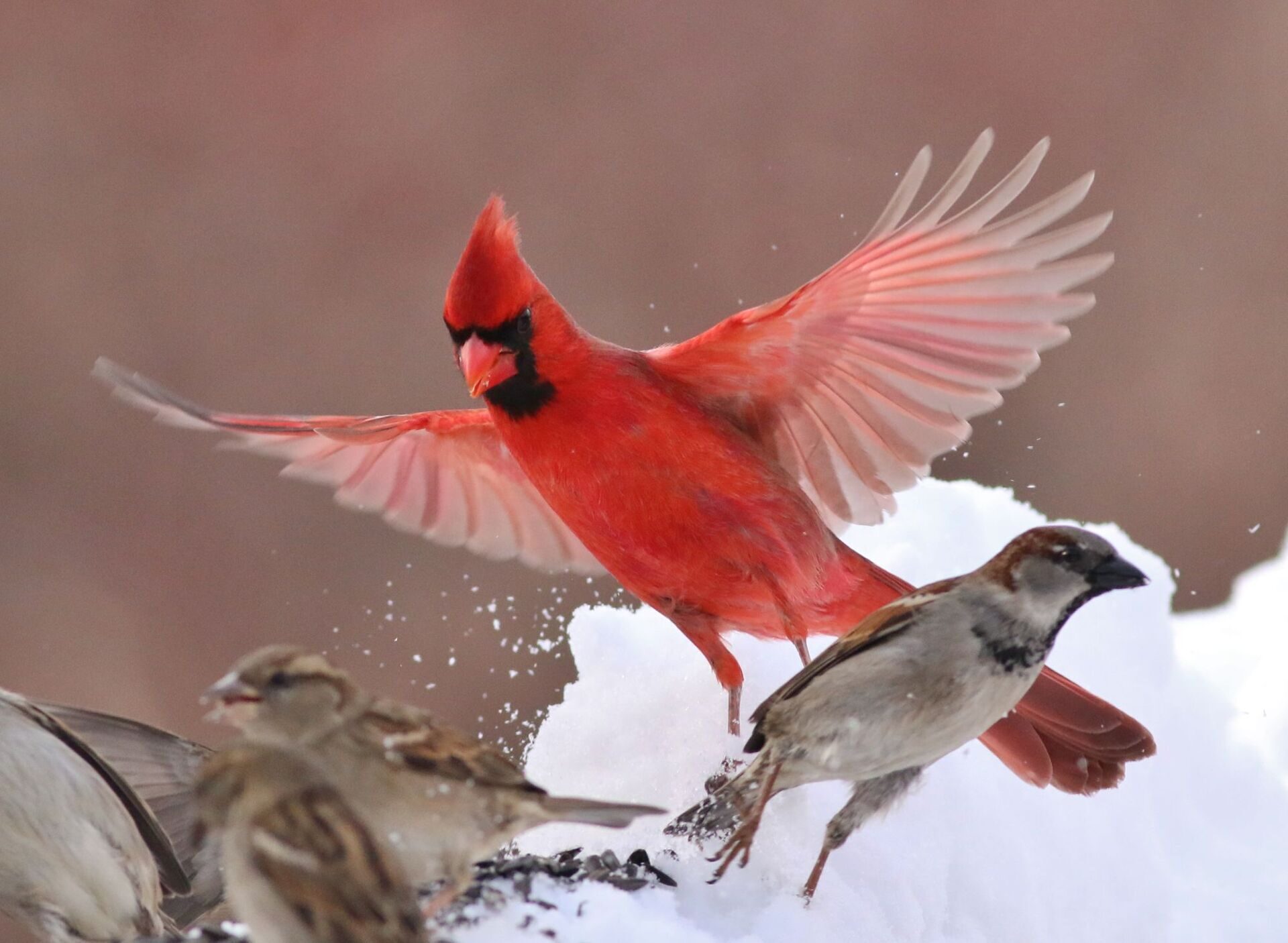 red-bird-nature-birds-pond-cardinal-horn-992389